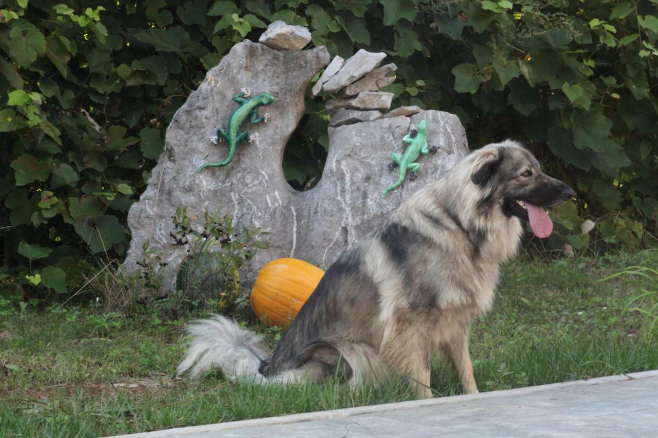 Vila Salamander Štanjel Εξωτερικό φωτογραφία